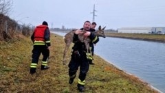 St. Valentiner Feuerwehrleute retteten Reh aus dem Ennskanal.