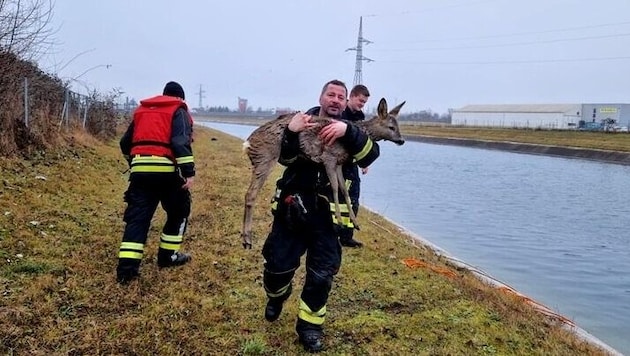 St. Valentiner Feuerwehrleute retteten Reh aus dem Ennskanal.