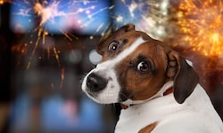 Eines der Opfer der Silvesternacht
