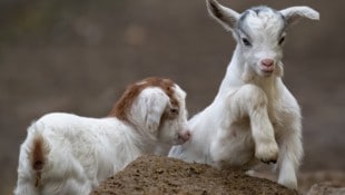 Seltene Girgentanaziegen wurden in Schmiding geboren