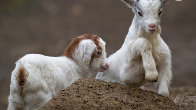 Seltene Girgentanaziegen wurden in Schmiding geboren