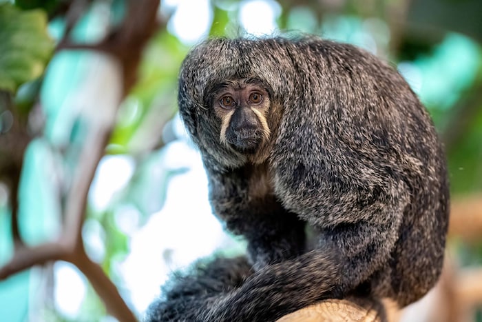 Die Weißkopfsakis freuen sich auf Besuch von Kindern im Haus des Meeres.