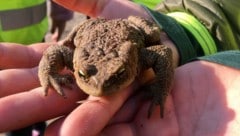 Fröscheklauber aufgepasst: der Naturschutzbund sucht für kommendes Frühjahr noch helfende Hände.
