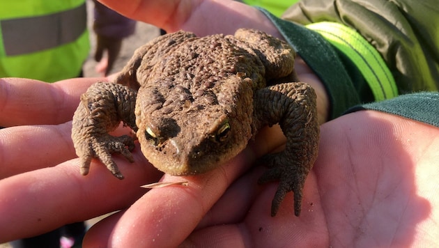Fröscheklauber aufgepasst: der Naturschutzbund sucht für kommendes Frühjahr noch helfende Hände.
