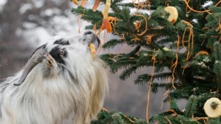 Die Gebirgstiere bekamen schon vor Weihnachten ein Geschenk 