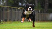 Einem Berner Sennenhund war der Abstecher auf eine Downhill-Radstrecke wohl zu viel ...