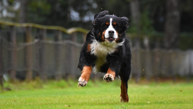 Einem Berner Sennenhund war der Abstecher auf eine Downhill-Radstrecke wohl zu viel ...