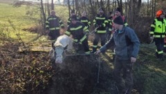 Ein ausgebüxtes Jungrind wurde am Sonntag eingefangen.