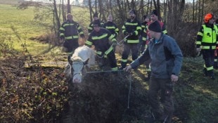 Ein ausgebüxtes Jungrind wurde am Sonntag eingefangen.