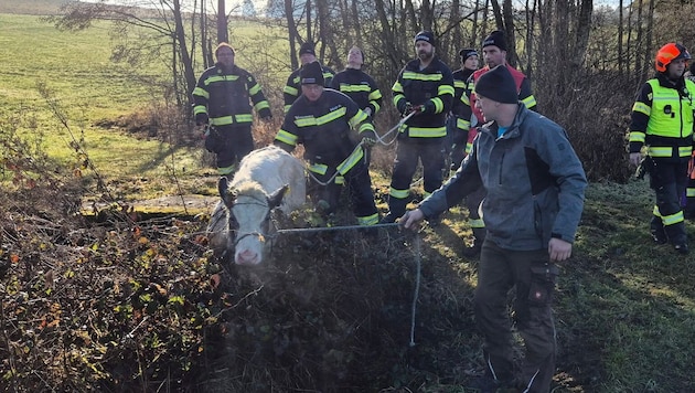 Ein ausgebüxtes Jungrind wurde am Sonntag eingefangen.