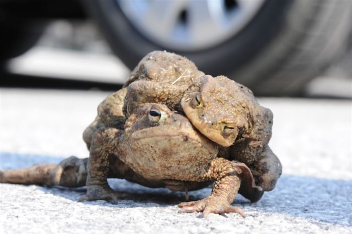 Stark befahrene Straßen werden für Frösche bei der Wanderung oft zur Gefahr.