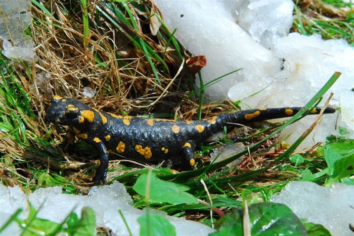 Auch die immer rarer werdenden Feuersalamander wollen gerettet werden.