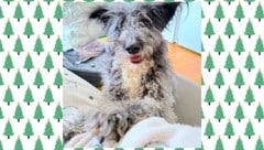 „Pablo“ ist nun glücklicher Steirer.