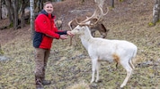 Gut-Aiderbichl-Kärnten-Chef Markus Leitner mit dem prächtigen, handzahmen Damhirsch „Hermes“
