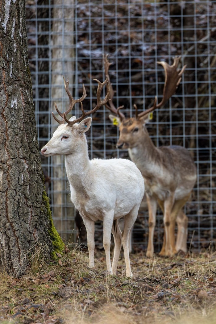 Der schneeweiße „Lino“ und „Bruno“ in ihrem neuen Zuhause auf Gut Aiderbichl Kärnten