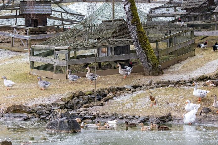 Zuflucht für Enten, Hühner, Gänse, Puten, Pfaue, Wachteln...