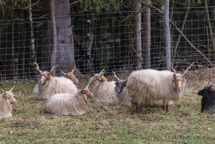 Mehr als 300 zumeist todgeweihte Tiere leben auf Gut Aiderbichl Kärnten, darunter auch viele ...