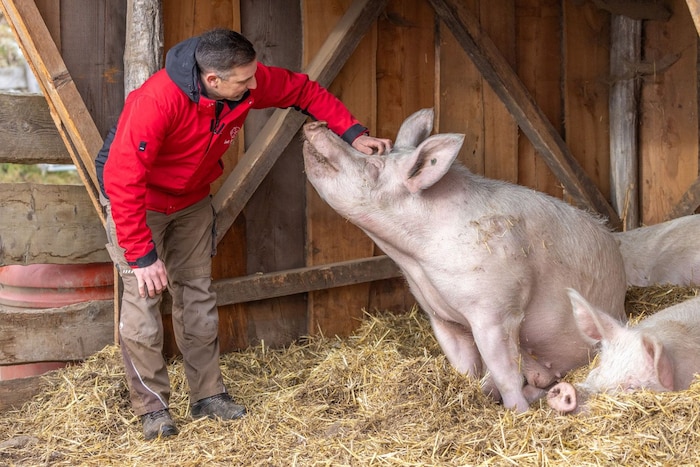 Gut-Aiderbichl-Kärnten-Chef Markus Leitner mit einem glücklichen Schwein
