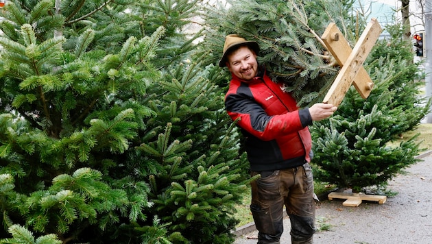 Andreas Gremsl aus Puch bei Weiz hat auch am Tag vor Weihnachten noch Christbäume in allen ...