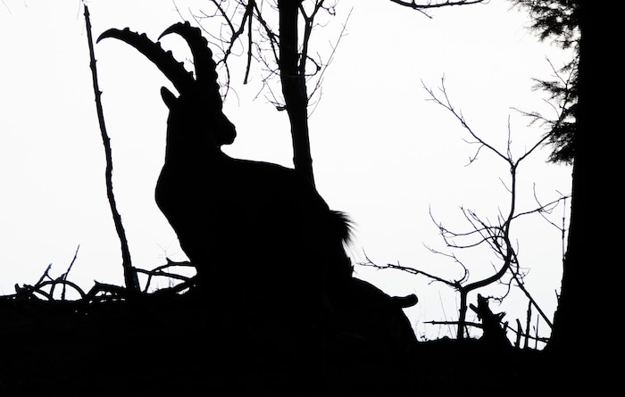 Auch die Steinböcke haben sich bereits an den Besucherandrang gewöhnt.