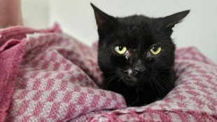 „Whisky“ erholt sich vorerst im Tierheim, dann steht eine teure Operation am Programm.