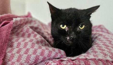 „Whisky“ erholt sich vorerst im Tierheim, dann steht eine teure Operation am Programm.