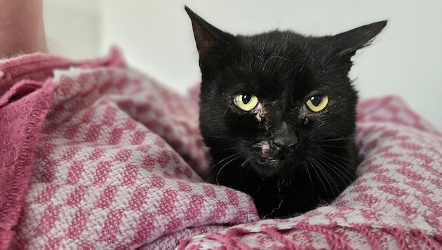 „Whisky“ erholt sich vorerst im Tierheim, dann steht eine teure Operation am Programm.