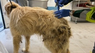 Die Hunde befanden sich bei der amtstierärztlichen Kontrolle in keinem guten Zustand.