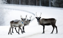 In Lappland wurden heuer deutlich mehr Rentiere von Wölfen getötet als im Jahr zuvor. 
