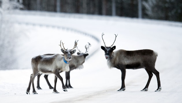 In Lappland wurden heuer deutlich mehr Rentiere von Wölfen getötet als im Jahr zuvor.