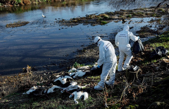 Mehr als 500 Storchen-Kadaver wurden auf einem spanischen Flussabschnitt geborgen.