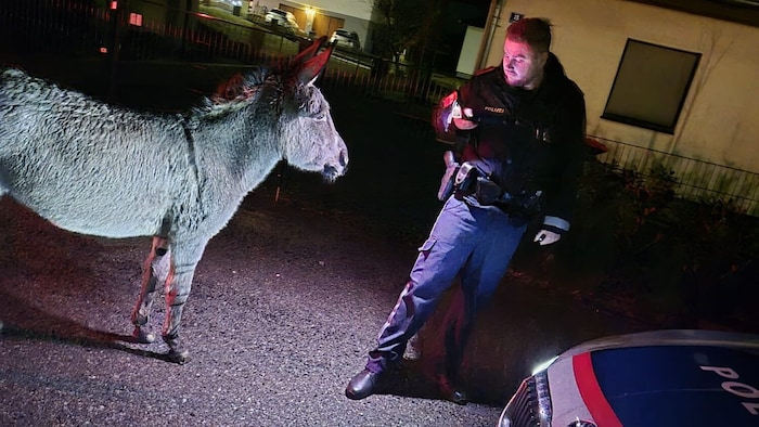 Elch „Emil“ wurde auf der Straße mit Esel Henry verwechselt. Notruf! Der Esel das in Bernstein ...