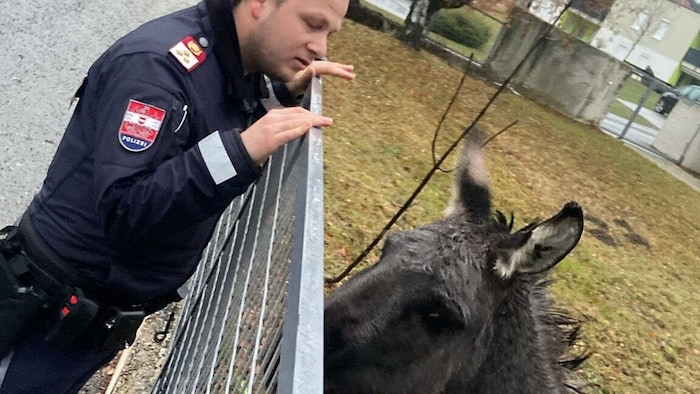 „Henry“ wieder „hinter Gittern“