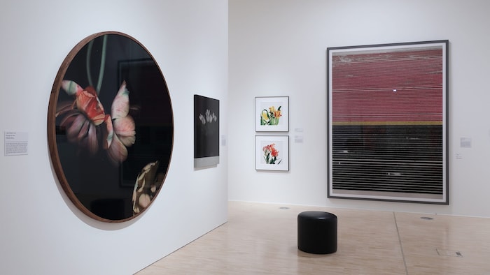 Blick in die Ausstellung: Pflanzen lassen uns essen, atmen – und sind Sinnbilder.