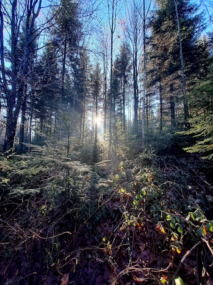 Teile der Tour führen durch einen malerischen Wald.
