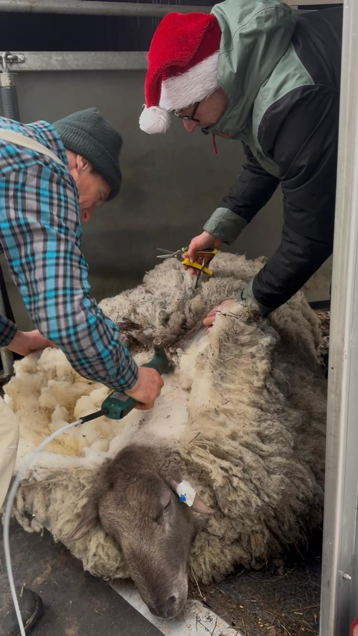 Der Schafscherer befreite Rudolph von rund 25 Kilo Wolle und ließ ihm auch eine Klauenpflege ...