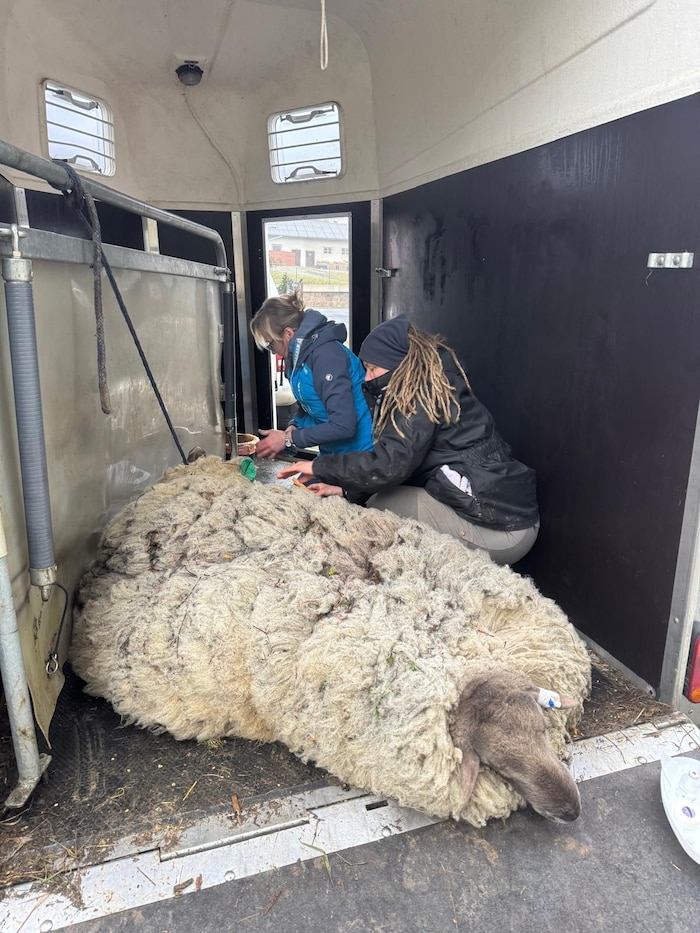 Der Schafbock ist riesig. Die Tierärztin untersuchte ihn, außer einer leichten Fehlstellung ...