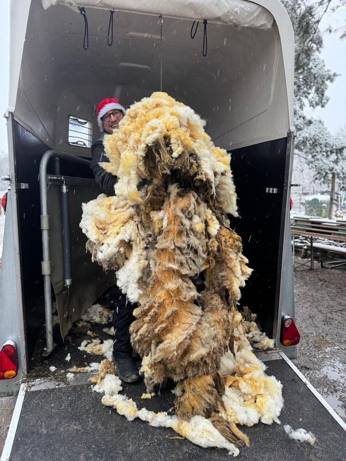 Andi Nussbaumer mit dem Wollberg. „Ich hätt mich nicht gewundert, wenn beim Scheren ein zweites ...