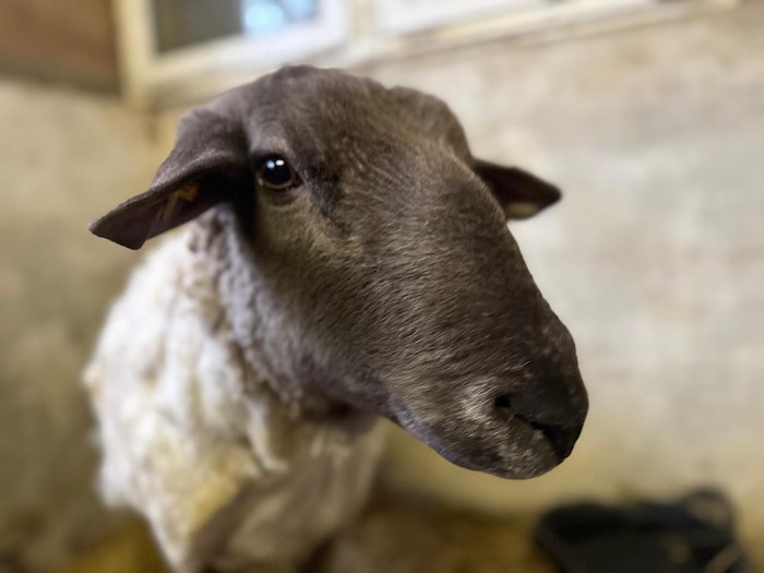 Ein wunderschöner Schafbub hat sich hinter dieser vielen Wolle versteckt. Jetzt darf er sein ...