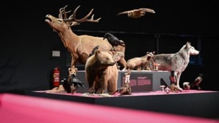 Die Ausstellung „Waldreich. Der Wald und Wir“ im Linzer Schlossmuseum.