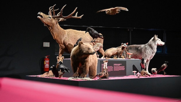 Die Ausstellung „Waldreich. Der Wald und Wir“ im Linzer Schlossmuseum.