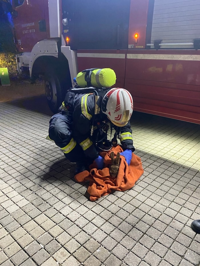 A rabbit was rescued alive.