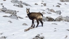 Für Gämsen und anderes Wild kann die Silvester-Böllerei tödlich enden.