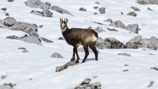 Für Gämsen und anderes Wild kann die Silvester-Böllerei tödlich enden.