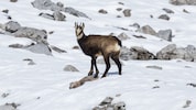 Für Gämsen und anderes Wild kann die Silvester-Böllerei tödlich enden.