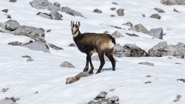 Für Gämsen und anderes Wild kann die Silvester-Böllerei tödlich enden.