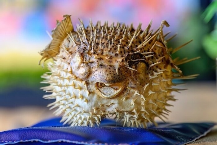 Der Igelfisch, einer der stummen Zeugen der Ausbeutung unserer Meere.