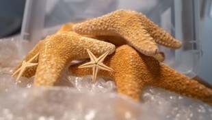 Getrocknete Seesterne – ein beliebtes Souvenir aus tropischen Paradiesen.