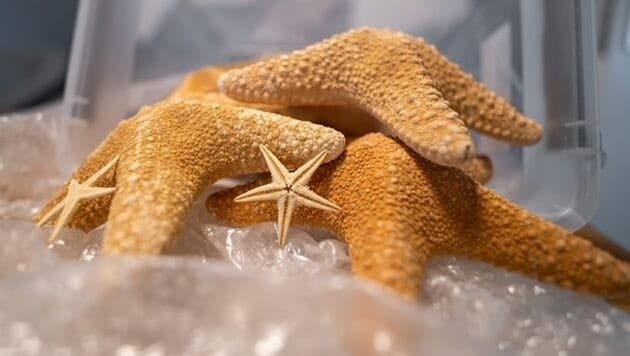 Getrocknete Seesterne – ein beliebtes Souvenir aus tropischen Paradiesen.
