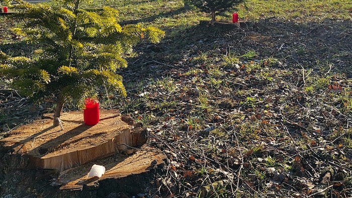 Die Aktivisten haben auf die Baumstümpfe Kerzen gestellt